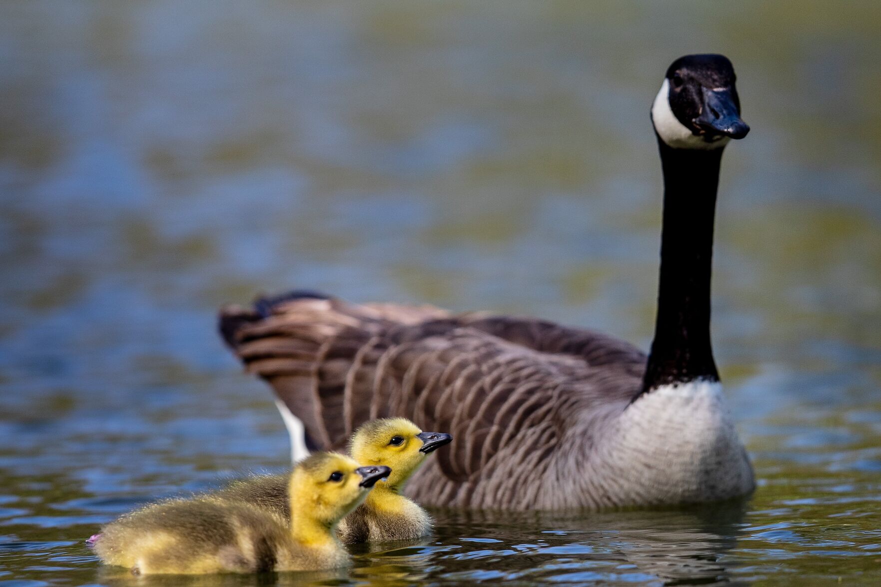 Mother Goose